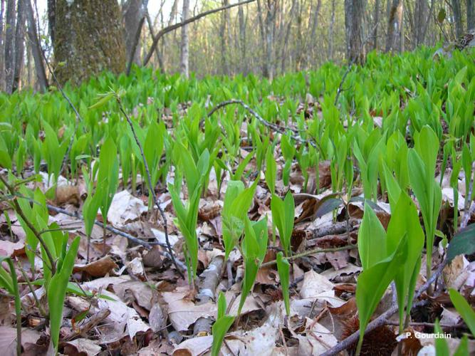 <i>Convallaria majalis</i> L., 1753 © P. Gourdain