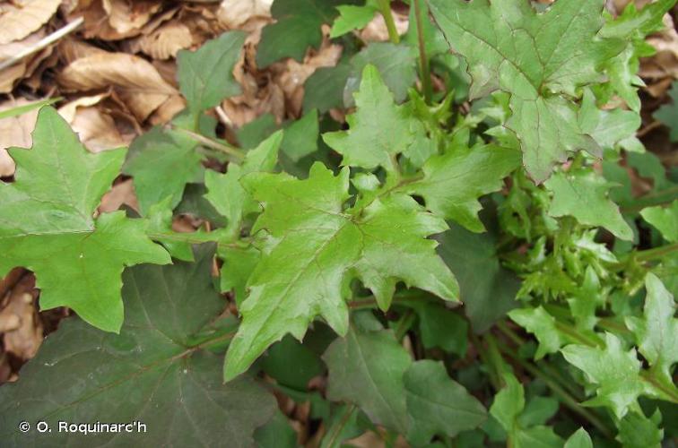 <i>Lactuca muralis</i> (L.) Gaertn., 1791 © O. Roquinarc'h