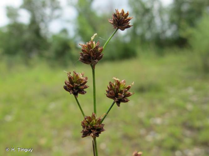 <i>Juncus articulatus</i> L., 1753 © H. Tinguy