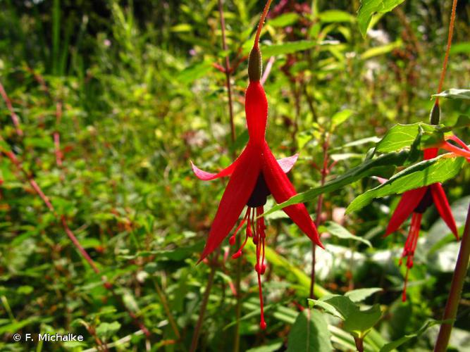 <i>Fuchsia magellanica</i> Lam., 1788 © F. Michalke