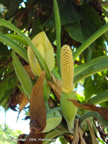 <i>Syngonium podophyllum</i> Schott, 1851 © C. Delnatte - DEAL Martinique