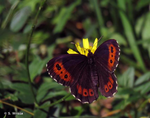 <i>Erebia ligea</i> (Linnaeus, 1758) © S. Wroza