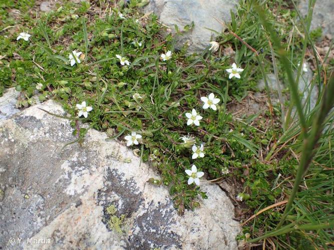 <i>Arenaria biflora</i> L., 1767 © 