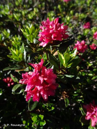 <i>Rhododendron ferrugineum</i> L., 1753 © P. Rouveyrol