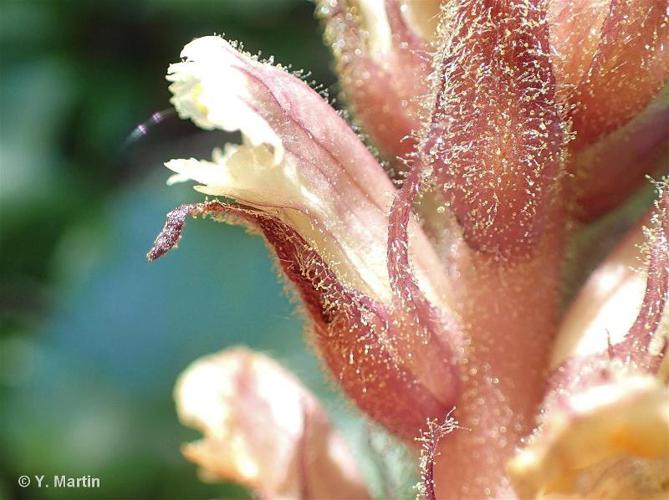 <i>Orobanche hederae</i> Vaucher ex Duby, 1828 © 