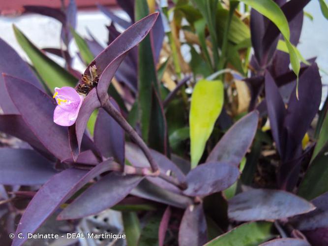 <i>Tradescantia pallida</i> (Rose) D.R.Hunt, 1976 © C. Delnatte - DEAL Martinique