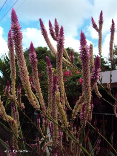 <i>Celosia argentea</i> L., 1753 © C. Delnatte