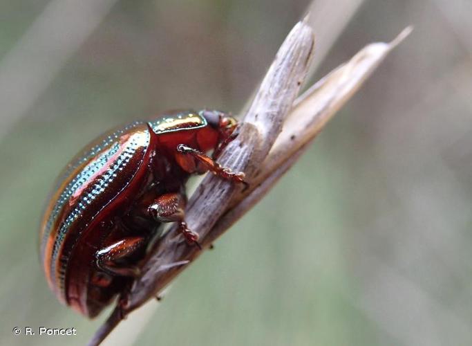 <i>Chrysolina americana</i> (Linnaeus, 1758) © R. Poncet