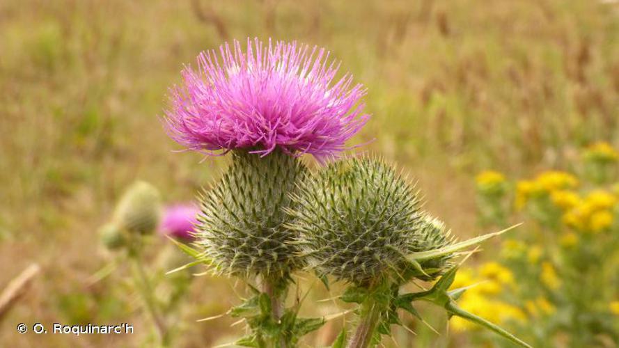 <i>Cirsium vulgare</i> (Savi) Ten., 1838 © O. Roquinarc'h