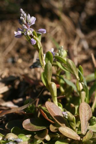 <i>Polygala amarella</i> Crantz, 1769 © S. Filoche