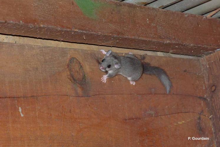 <i>Glis glis</i> (Linnaeus, 1766) © P. Gourdain