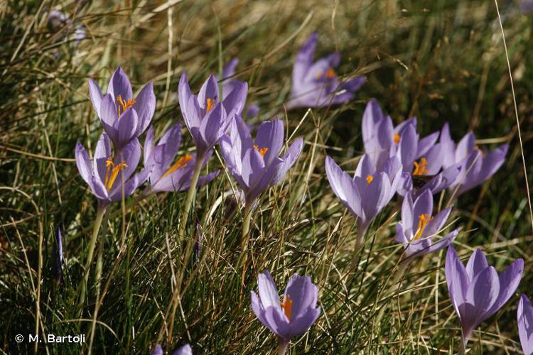 <i>Crocus nudiflorus</i> Sm., 1798 © M. Bartoli