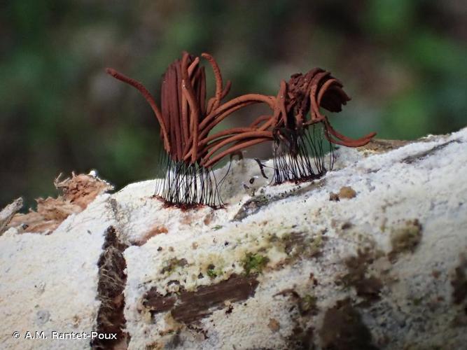 <i>Stemonitis fusca</i> Roth, 1788 © A.M. Rantet-Poux