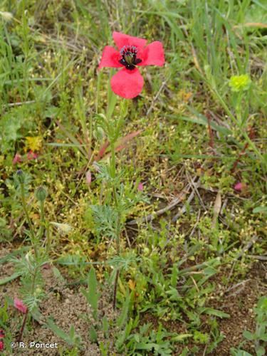 <i>Papaver hybridum</i> L., 1753 © R. Poncet