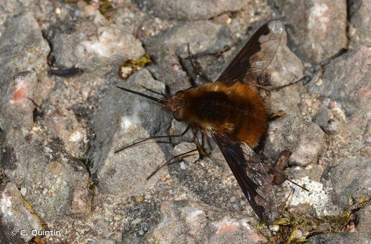 <i>Bombylius major</i> Linnaeus, 1758 © C. Quintin