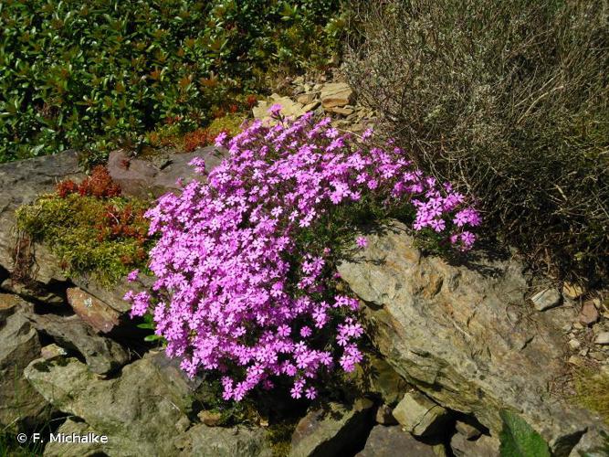 <i>Phlox subulata</i> L., 1753 © F. Michalke