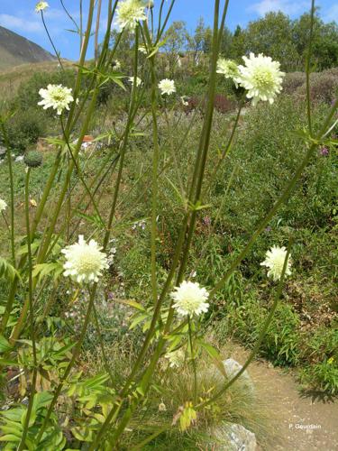 <i>Cephalaria alpina</i> (L.) Schrad. ex Roem. & Schult., 1818 © P. Gourdain