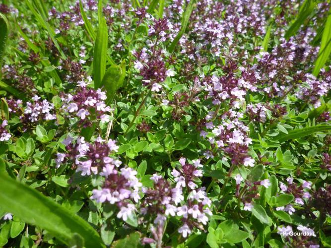 <i>Thymus serpyllum</i> L., 1753 © P. Gourdain