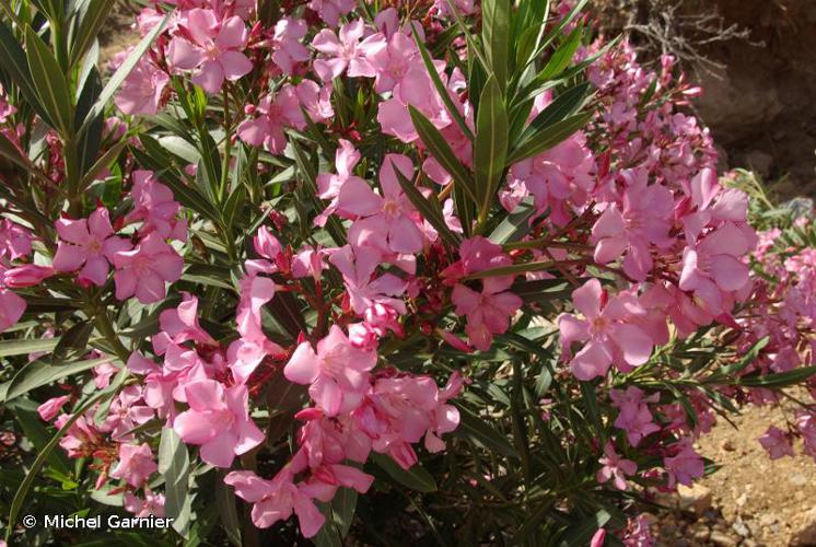 <i>Nerium oleander</i> L., 1753 © Michel Garnier