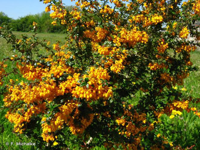 <i>Berberis darwinii</i> Hook., 1852 © F. Michalke