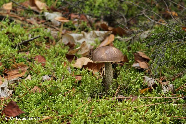 <i>Leccinum scabrum</i> (Bull.) Gray, 1821 © O. Roquinarc'h