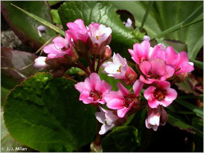 <i>Bergenia crassifolia</i> (L.) Fritsch, 1889 © 