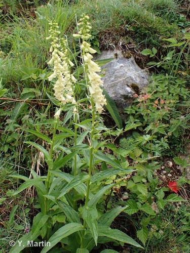 <i>Digitalis lutea</i> L., 1753 © 