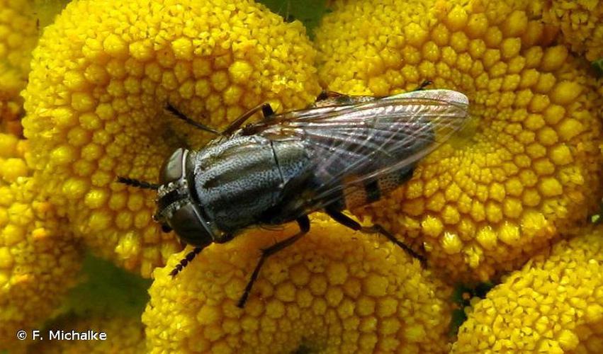 <i>Stomorhina lunata</i> (Fabricius, 1805) © F. Michalke