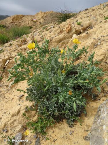 <i>Glaucium flavum</i> Crantz, 1763 © P. Rouveyrol