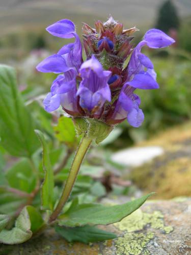 <i>Prunella grandiflora</i> (L.) Scholler, 1775 © P. Gourdain