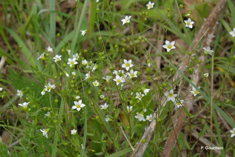 <i>Linum catharticum</i> L., 1753 © P. Gourdain