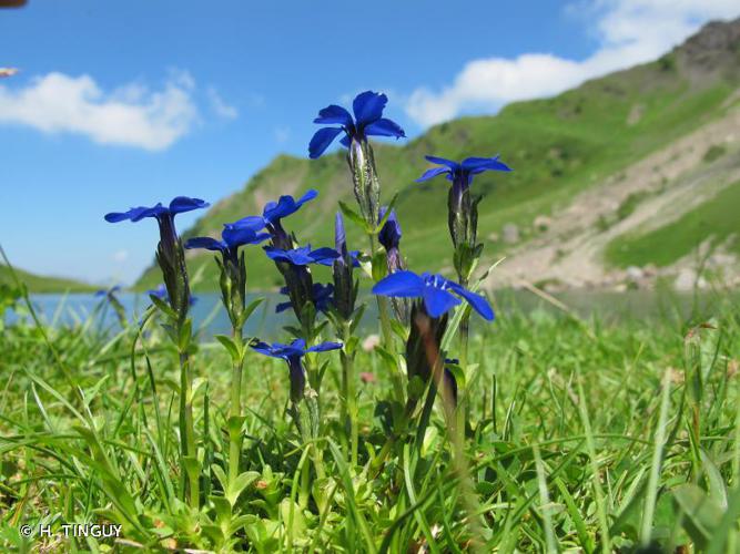 <i>Gentiana bavarica</i> L., 1753 © H. TINGUY