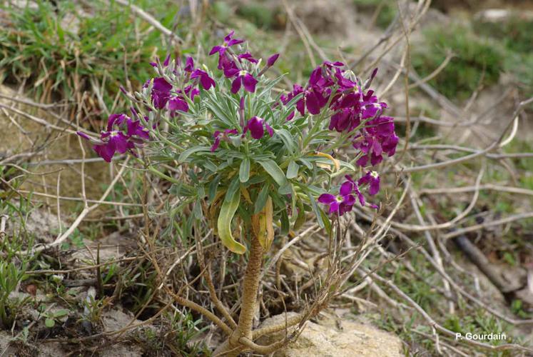 <i>Matthiola incana</i> (L.) W.T.Aiton, 1812 © P. Gourdain