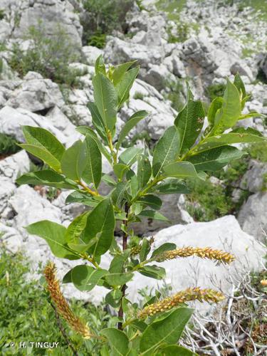 <i>Salix hastata</i> L., 1753 © H. TINGUY