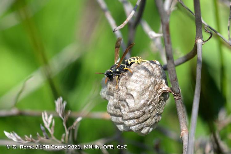 <i>Polistes gallicus</i> (Linnaeus, 1767) © Q. Rome / LPR Corse 2021, MNHN, OFB, CdC