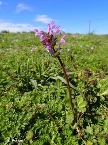 <i>Lamium amplexicaule</i> L., 1753 © R. Poncet