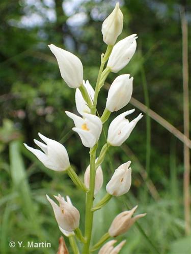 <i>Cephalanthera longifolia</i> (L.) Fritsch, 1888 © 