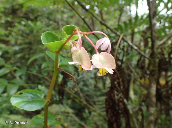 <i>Begonia cucullata</i> Willd., 1805 © R. Poncet