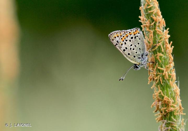 <i>Lycaena tityrus</i> (Poda, 1761) © J. LAIGNEL