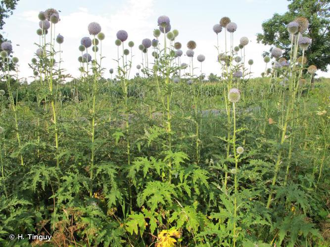 <i>Echinops exaltatus</i> Schrad., 1809 © H. Tinguy