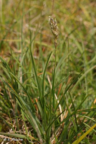 <i>Sesleria caerulea</i> (L.) Ard., 1763 © S. Filoche