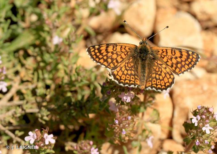 <i>Melitaea cinxia</i> (Linnaeus, 1758) © J. LAIGNEL