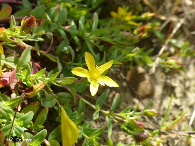 <i>Hypericum humifusum</i> L., 1753 © C. Fournier