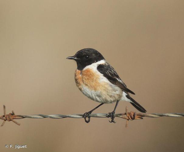 <i>Saxicola rubicola</i> (Linnaeus, 1766) © F. Jiguet