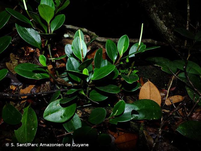 <i>Peperomia obtusifolia</i> (L.) A.Dietr., 1831 © S. Sant/Parc Amazonien de Guyane