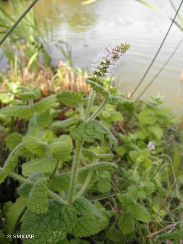 <i>Mentha suaveolens</i> Ehrh., 1792 © SMIDAP