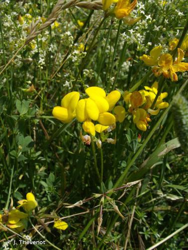 <i>Lotus corniculatus</i> L., 1753 © J. Thevenot