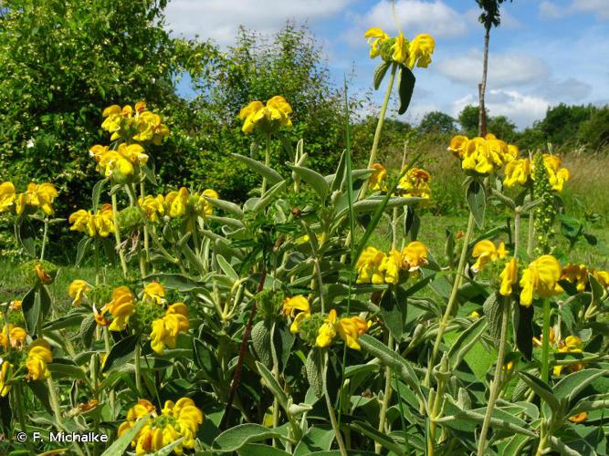 <i>Phlomis fruticosa</i> L., 1753 © F. Michalke