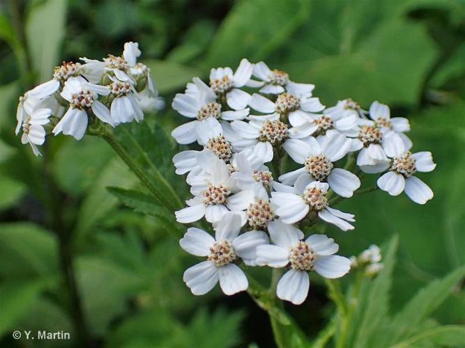 <i>Achillea macrophylla</i> L., 1753 © 