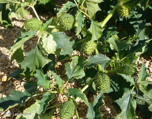 <i>Datura stramonium</i> L., 1753 © C. Lenormand